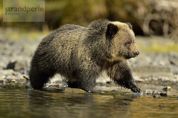 Grizzlybär  ursus horibilis  Grizzly  Wasserrand  gehen  Fluss  Lachs  Bär  Kanada  junges Raubtier  junge Raubtiere  Jahr
