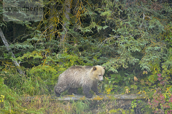 Grizzlybär  ursus horibilis  Grizzly  weiß  Fluss  Lachs  Bär  Kanada  junges Raubtier  junge Raubtiere  Jahreszeit  Laich  Jahr