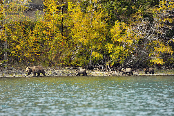 Grizzlybär  ursus horibilis  Grizzly  Flussufer  Ufer  Herbst  vorwärts  Lachs  Rotlachs  Oncorhynchus nerka  Bär  Kanada  Futter suchen  Nahrungssuche  Jahreszeit  Laich