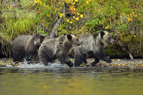 Grizzlybär  ursus horibilis  Grizzly  Wasserrand  rennen  Fluss  vorwärts  Lachs  Jungtier  Bär  Kanada