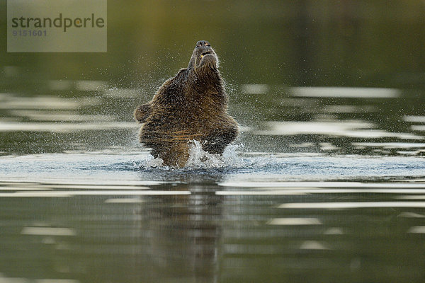 Grizzlybär  ursus horibilis  Grizzly  Wasser  Bär  Kanada  Exzeß  schütteln