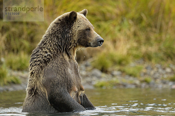Grizzlybär  ursus horibilis  Grizzly  Fluss  Jagd  Lachs  Rotlachs  Oncorhynchus nerka  Bär  Kanada  Laich