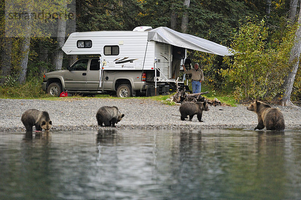 Bär  Grizzlybär  ursus horibilis  Grizzly  nahe  Fluss  camping  nähern  Lachs  Ländliches Motiv  ländliche Motive  Wachmann  Kanada