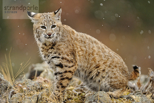 Vereinigte Staaten von Amerika  USA  Berg  Individualität  spät  Herbst  jung  Lebensraum  Rotluchs  Lynx rufus  Gefangenschaft  Luchs  lynx lynx