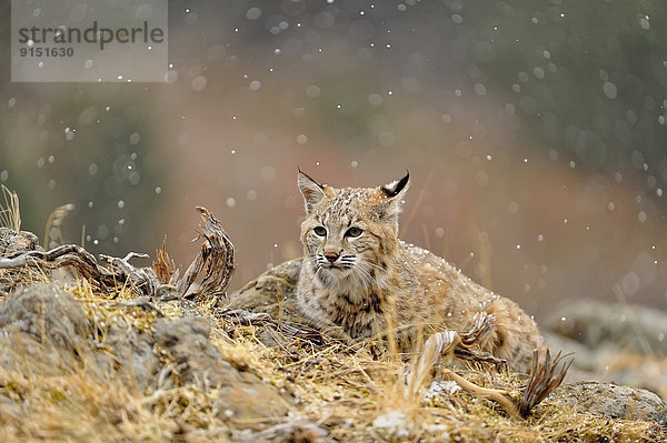 Vereinigte Staaten von Amerika  USA  Berg  Individualität  spät  Herbst  jung  Lebensraum  Rotluchs  Lynx rufus  Gefangenschaft  Luchs  lynx lynx