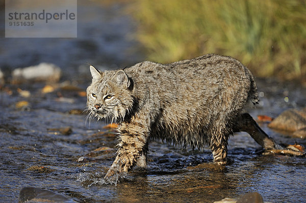 Vereinigte Staaten von Amerika  USA  durchwaten  Rotluchs  Lynx rufus  Gefangenschaft  Luchs  lynx lynx