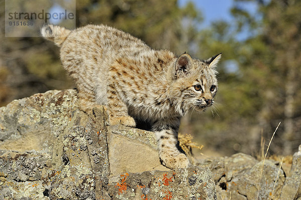 Vereinigte Staaten von Amerika  USA  Berg  spät  Herbst  Lebensraum  Rotluchs  Lynx rufus  Gefangenschaft  Kätzchen  Katze  Luchs  lynx lynx