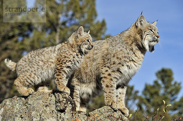 Vereinigte Staaten von Amerika  USA  Berg  spät  Herbst  Kätzchen  Katze  Lebensraum  Rotluchs  Lynx rufus  Erwachsener  Gefangenschaft  Luchs  lynx lynx