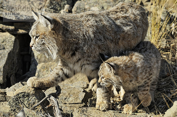 Vereinigte Staaten von Amerika  USA  Berg  spät  Herbst  Kätzchen  Katze  Lebensraum  Rotluchs  Lynx rufus  Erwachsener  Gefangenschaft  Luchs  lynx lynx