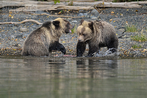 Grizzlybär  ursus horibilis  Grizzly  Fluss  Kampfspiel  Lachs  Jungtier  Bär  Kanada  Jahr
