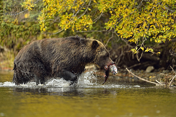 Grizzlybär  ursus horibilis  Grizzly  fangen  Fluss  Lachs  Rotlachs  Oncorhynchus nerka  Bär  Kanada  Laich