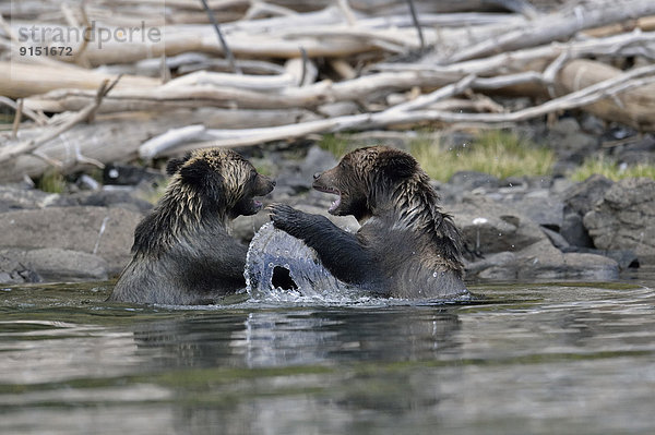 Grizzlybär ursus horibilis Grizzly Fluss seicht Kampfspiel Lachs Jungtier Bär Kanada Jahr