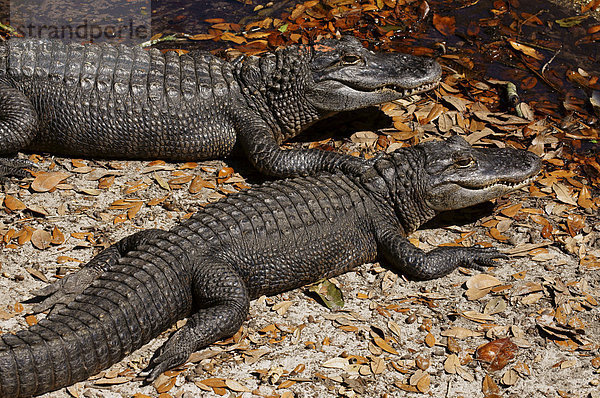 Vereinigte Staaten von Amerika  USA  Mississippi-Alligator  Hechtalligator  Alligator mississippiensis
