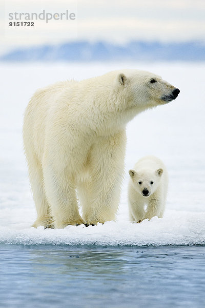 Eisbär  Ursus maritimus  Jungtier  Svalbard  Mutter - Mensch