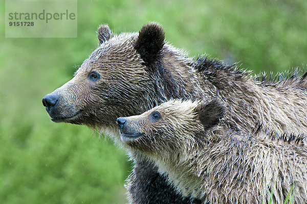 Grizzlybär  ursus horibilis  Grizzly  Bär  Mutter - Mensch  Kanada  junges Raubtier  junge Raubtiere