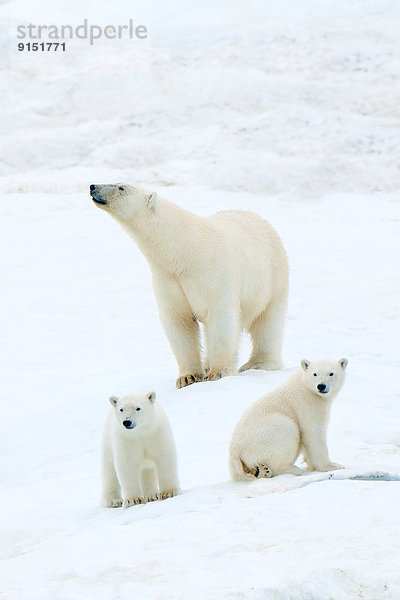Eisbär  Ursus maritimus  Jungtier  Mutter - Mensch