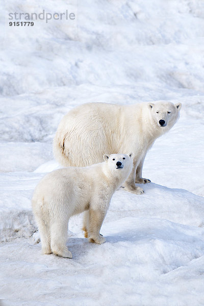 Eisbär  Ursus maritimus  Mutter - Mensch  junges Raubtier  junge Raubtiere