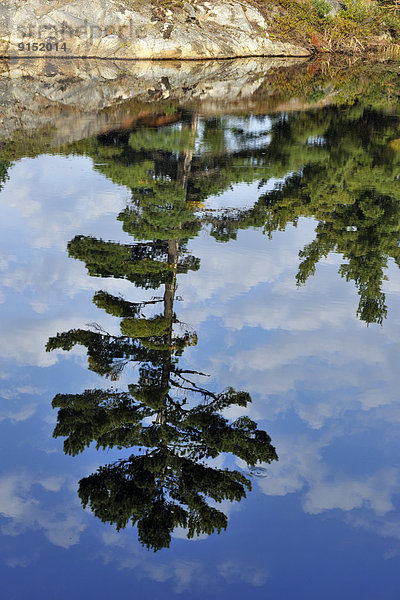 klein  Spiegelung  weiß  Kiefer  Pinus sylvestris  Kiefern  Föhren  Pinie  Kanada  Ontario  Teich  Reflections