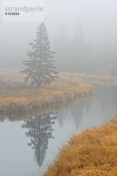 Tag  spät  Nebel  Herbst  Bach  Greater Sudbury  Kanada  Ontario