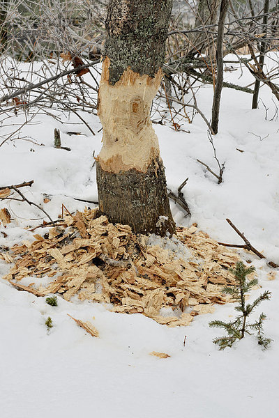 Espe Populus tremula Frische kauen Baum Holz Produktion Baumstamm Stamm Biber Kanada Ontario