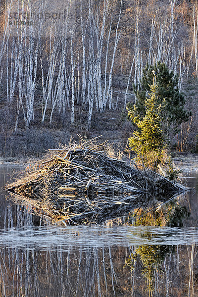 Baum Morgendämmerung Lodge Landhaus früh hocken - Tier Greater Sudbury Biber Kanada Eisvogel Ontario