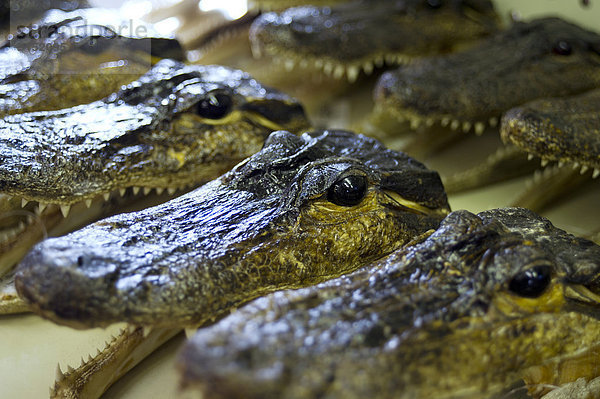 zeigen  Laden  verkaufen  Alligator  Florida