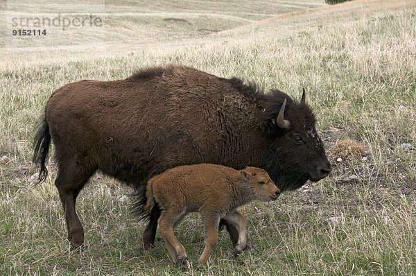 Vereinigte Staaten von Amerika  USA  Hausrind  Hausrinder  Kuh  Neugeborenes  neugeboren  Neugeborene  ungestüm  amerikanisch  Wind Cave Nationalpark  Bison  Kuh  South Dakota