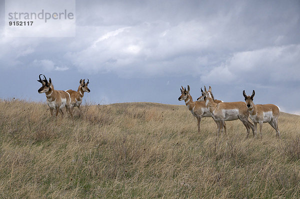 Vereinigte Staaten von Amerika  USA  klein  Herde  Herdentier  ungestüm  groß  großes  großer  große  großen  Gras  amerikanisch  Gabelbock  Antilocapra americana  Antilope  Prärie  South Dakota