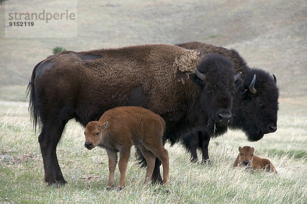 Vereinigte Staaten von Amerika  USA  Hausrind  Hausrinder  Kuh  Neugeborenes  neugeboren  Neugeborene  ungestüm  amerikanisch  Wind Cave Nationalpark  Bison  Kuh  South Dakota