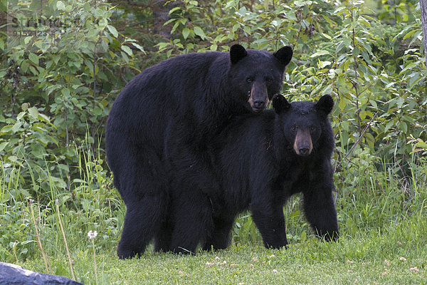 Bär schwarz Holz ungestüm Kanada sich paaren Paarung Ontario