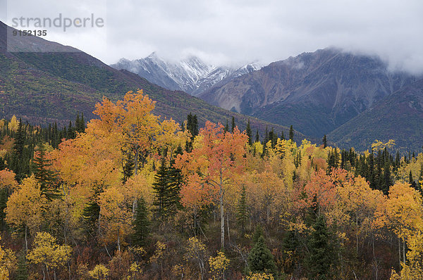 Espe  Populus tremula  Vereinigte Staaten von Amerika  USA  Farbaufnahme  Farbe  Außenaufnahme  Herbst  Pappel  Alaska