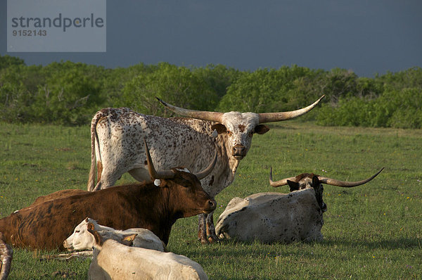 ruhen  Sommer  grün  Herde  Herdentier  Feld  Rind  Nordamerika  Rest  Überrest  Texas