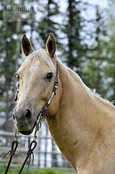 Ländliches Motiv  ländliche Motive  Portrait  Alarmanlage  Wiese  Pferd  Equus caballus  Alberta  Kanada  Viertel Menge