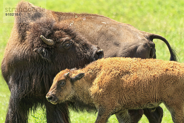 Heiße Quelle  Mutter - Mensch  Bison  Kalb  South Dakota