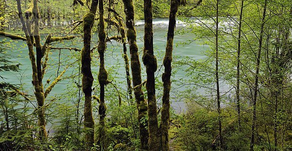 Vereinigte Staaten von Amerika  USA  Baum  Küste  Fluss