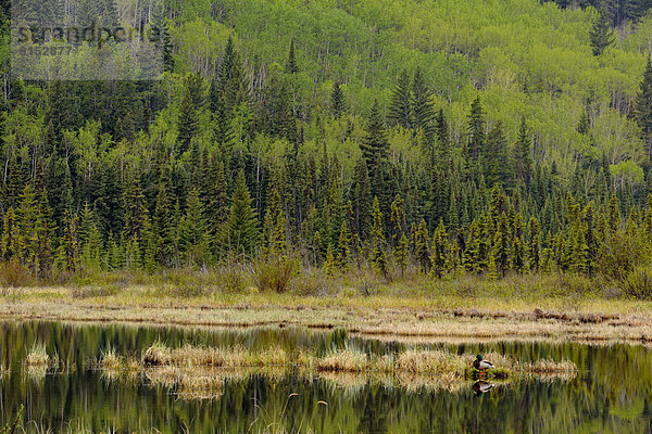 Jasper Nationalpark Alberta Kanada