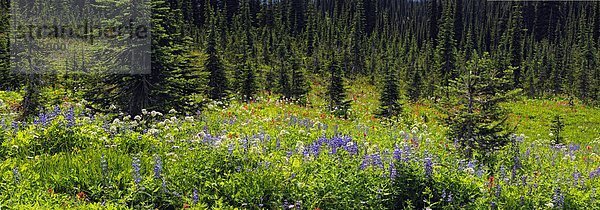 Arnika Arnica montana Pinsel blühen Berg Wiese Lupine British Columbia Kanada Baldrian