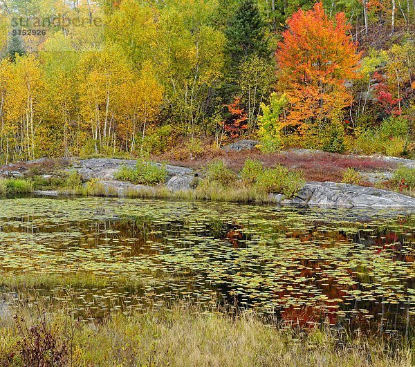 Wasserrand  Felsen  Baum  Herbst  Biber  Kanada  Ontario  Teich