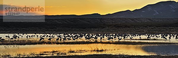 Vereinigte Staaten von Amerika  USA  Kranich  Nacht  Entspannung  Vogelschwarm  Vogelschar  Erdhügel  Turmkran  New Mexico  Teich