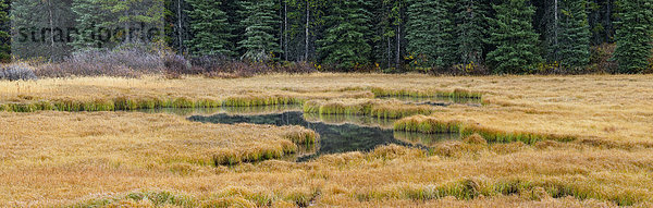 Ländliches Motiv ländliche Motive Wiese Alberta Kanada Kananaskis Country Feuchtgebiet