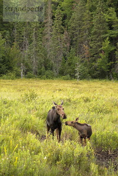 Algonquin Provincial Park