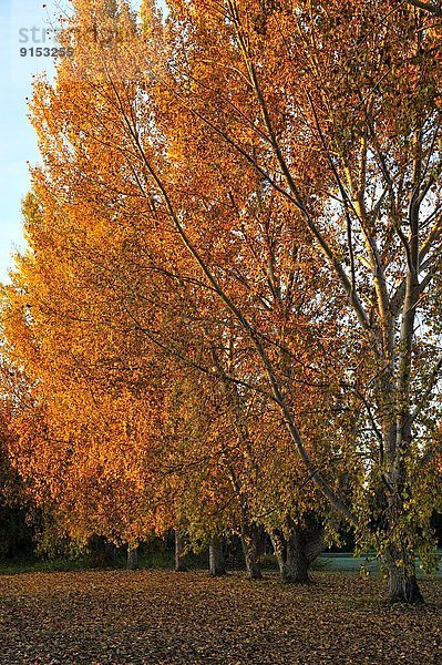 nahe drehen Morgen Reichtum Herbst Sonnenlicht glänzen Alberta Kanada