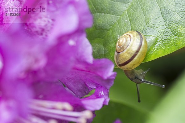 Schnecke  Gastropoda  hoch  oben  nahe  nebeneinander  neben  Seite an Seite  Blume  Pflanzenblatt  Pflanzenblätter  Blatt  lila  Sequenzierung