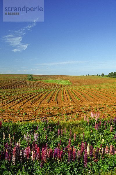 Lupine  Kanada  Prince Edward Island  Springfield