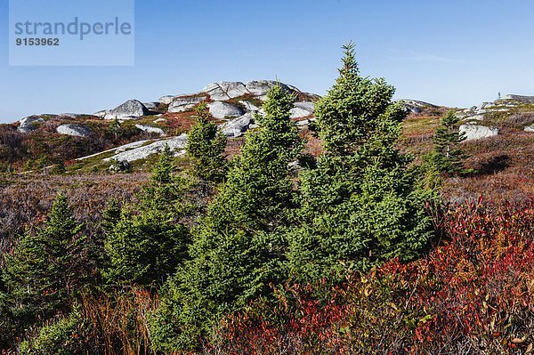 Fichte  Felsbrocken  Baum  rot  Kanada  Granit  Nova Scotia  Neuschottland