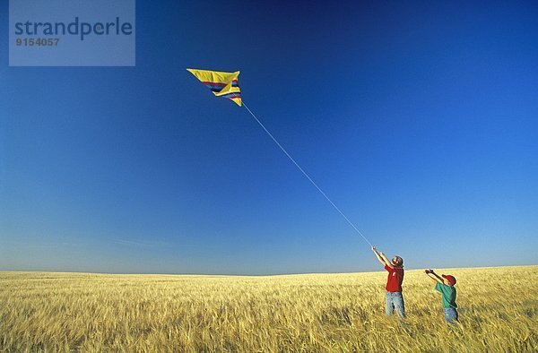 fliegen  fliegt  fliegend  Flug  Flüge  reifer Erwachsene  reife Erwachsene  Feld  Gerste  Saskatchewan  Kanada
