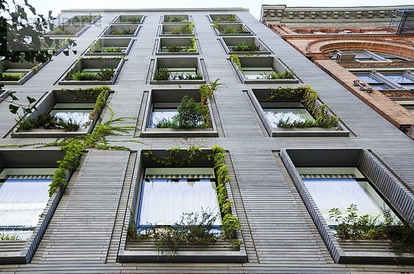 Bergsteiger  Hochformat  New York City  Fenster  Botanik  Gebäude  Wachstum  Produktion  Garten  Vorsicht  Fensterbank  hoch  oben  erlauben