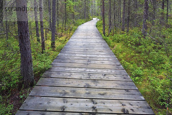 folgen  Holzweg  Sumpf  Fichte  Algonquin Provincial Park  Kanada  Ontario