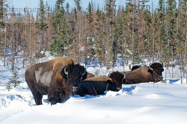 Waldbison  Bison bison athabascae  Northwest Territories