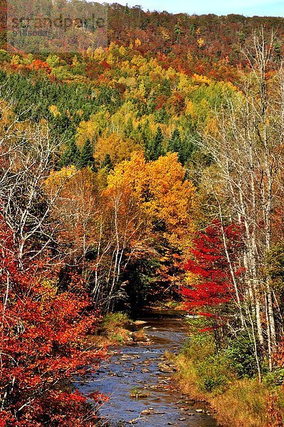 nahe  Hochformat  Farbaufnahme  Farbe  Helligkeit  Fotografie  Baum  klein  rennen  Wald  Bach  Laubbaum  Braunschweig  Kanada  neu